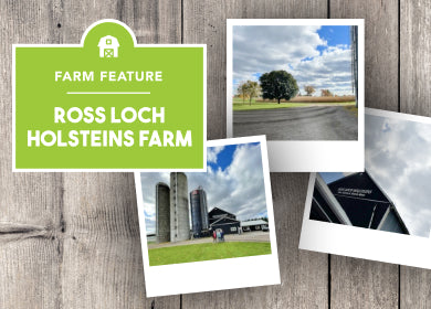 Ross Loch Holsteins Farm image